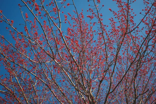 Red leaflets on a maple about to pop, looking like blood cells against a deep blue sky.
