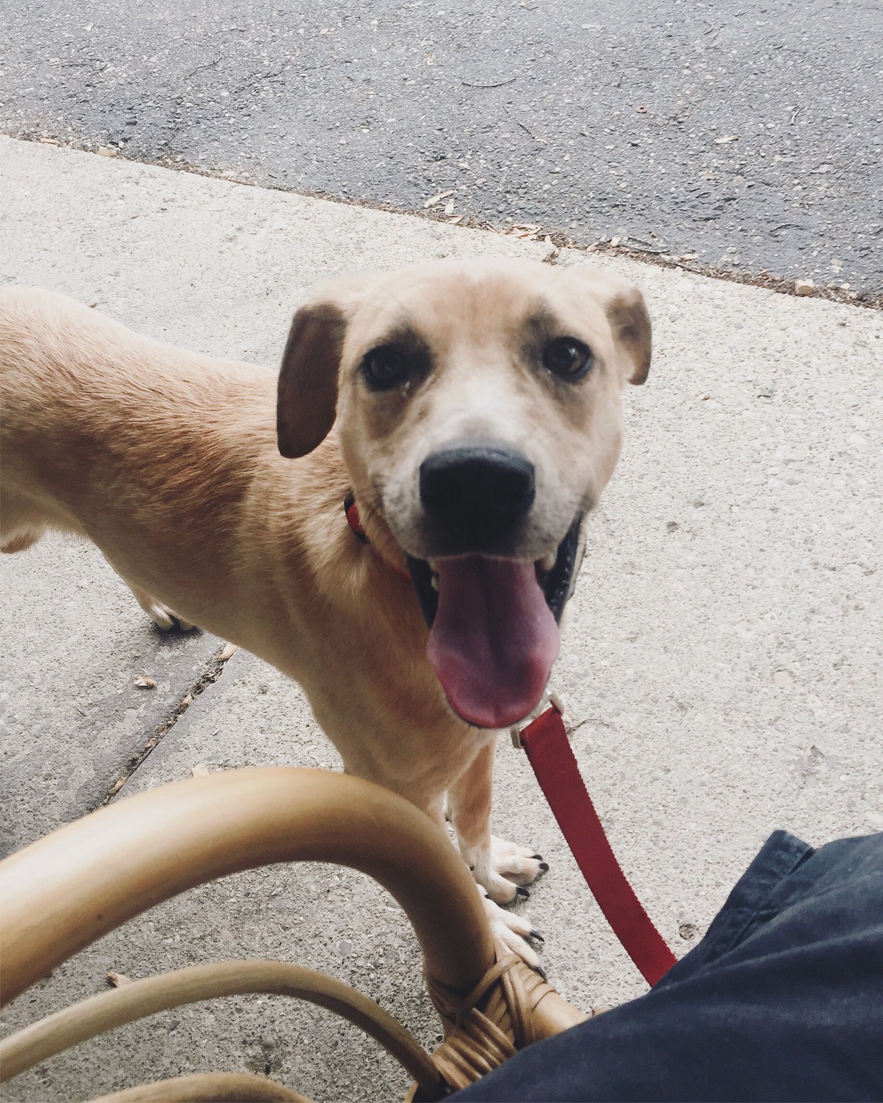 A happy pup!