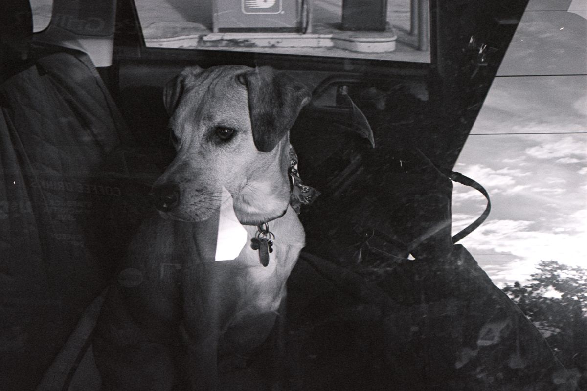 Black and white. Pup through a car window.