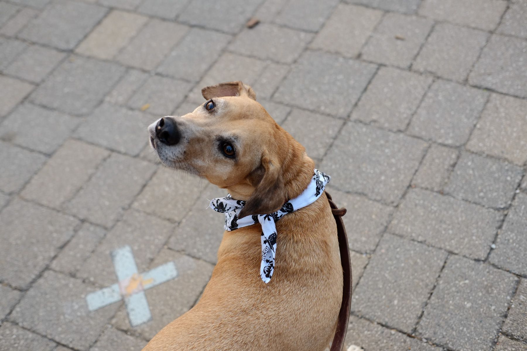 Outdoors. Matisse leashed, looking back at the camera.