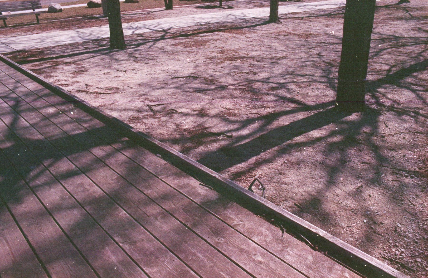 Tree trunks, only the shadows of branches, cutting across a boardwalk.