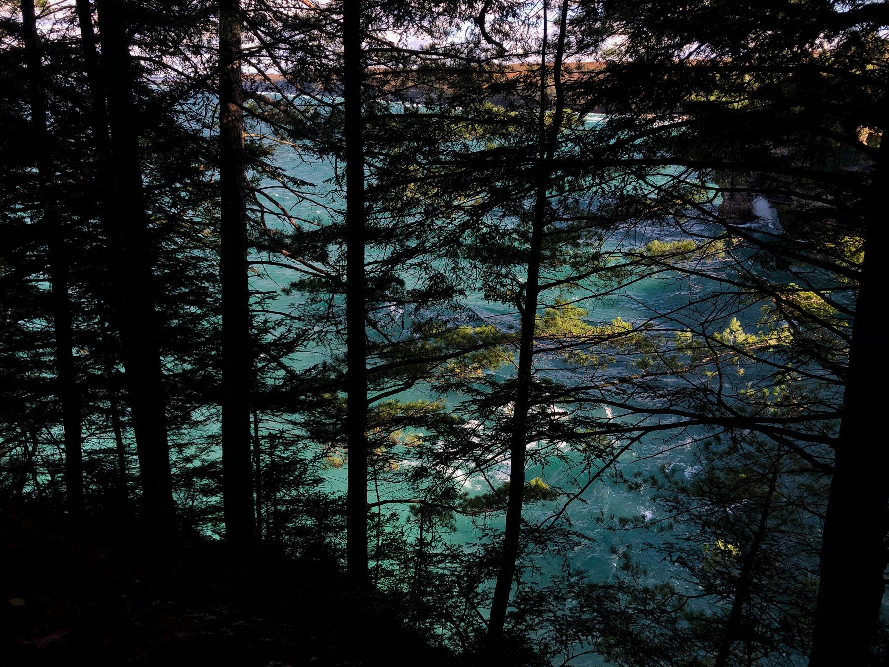 Blue water through a silhouette of pines. Patches of green leaves lit by sun.