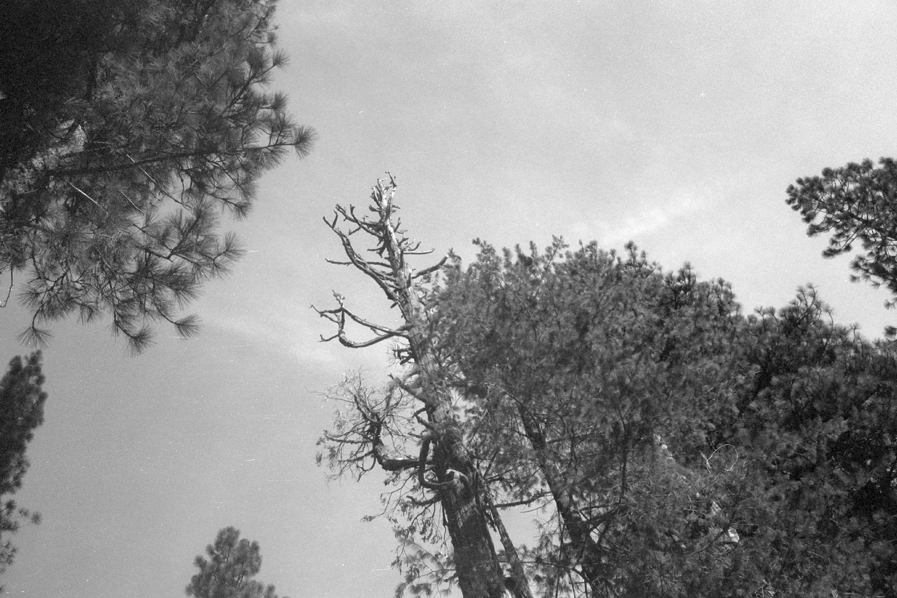 Black and white, angled toward the sky. Dead, sun-bleached tree reaching out amid the pines.