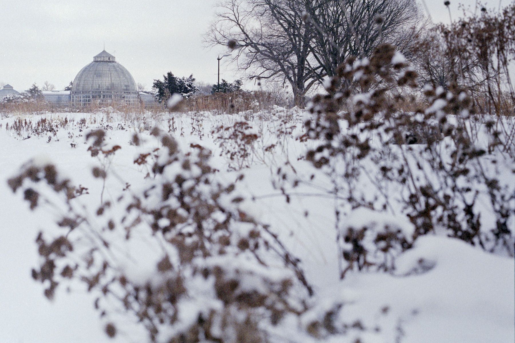 Glimpsing snow-covered conservatory through wintered wildflowers.