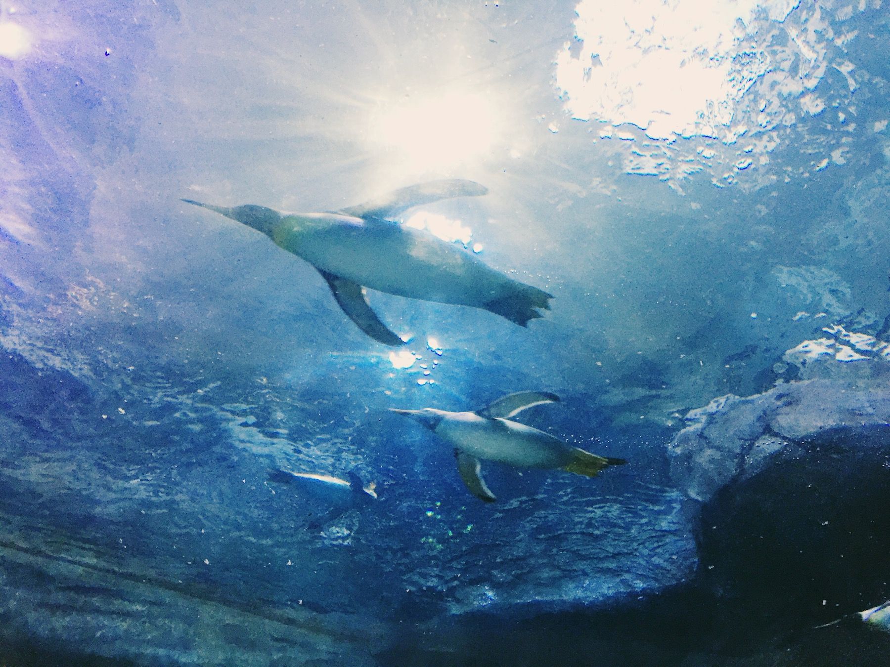 Penguins swimming, flare from sun through water.