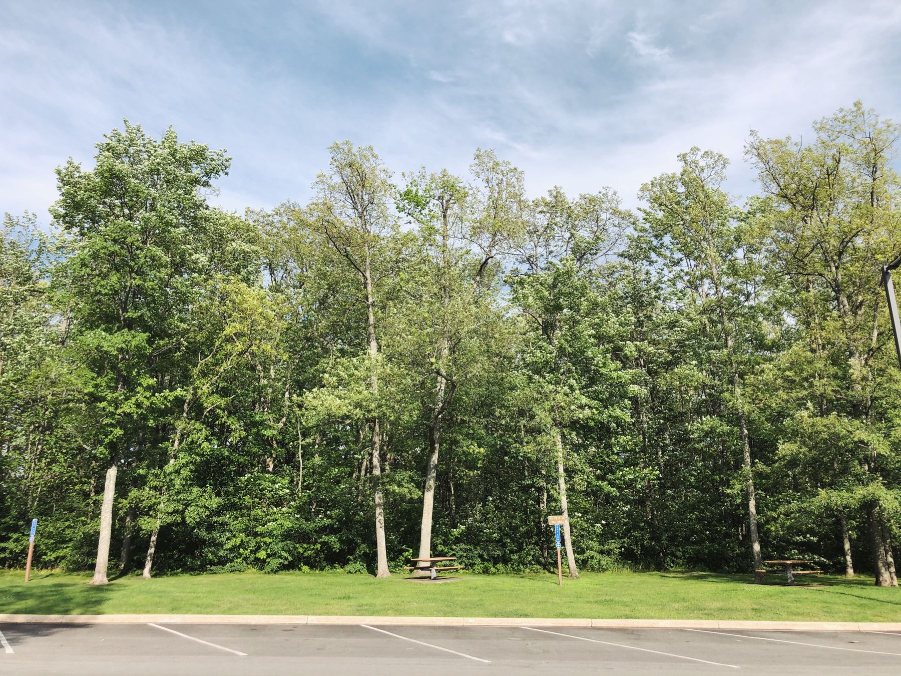 Trees along a rest stop parking lot.