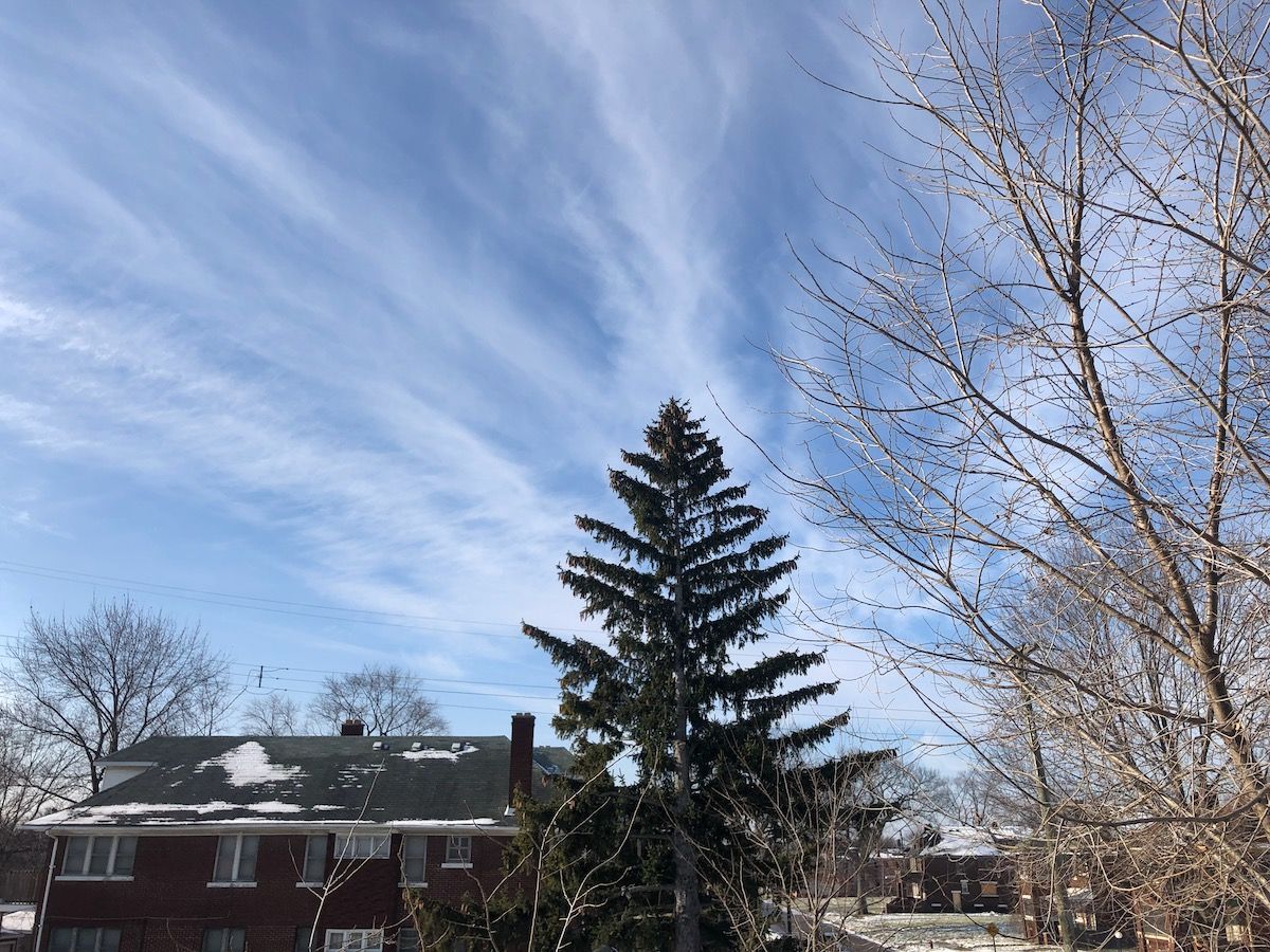 Residential sky. Tall pine tree.