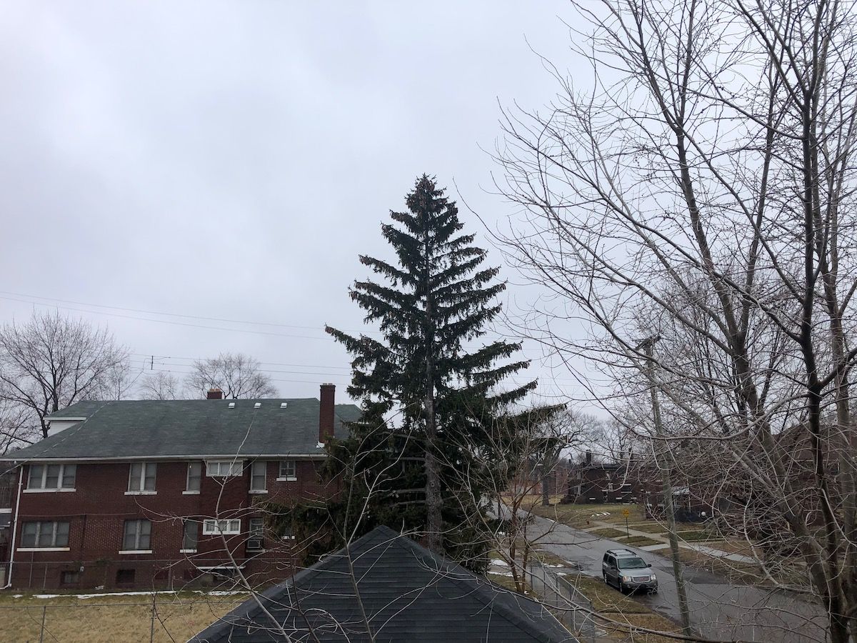 Residential sky. Tall pine tree.