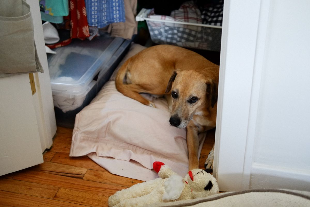 Pup in a closet.