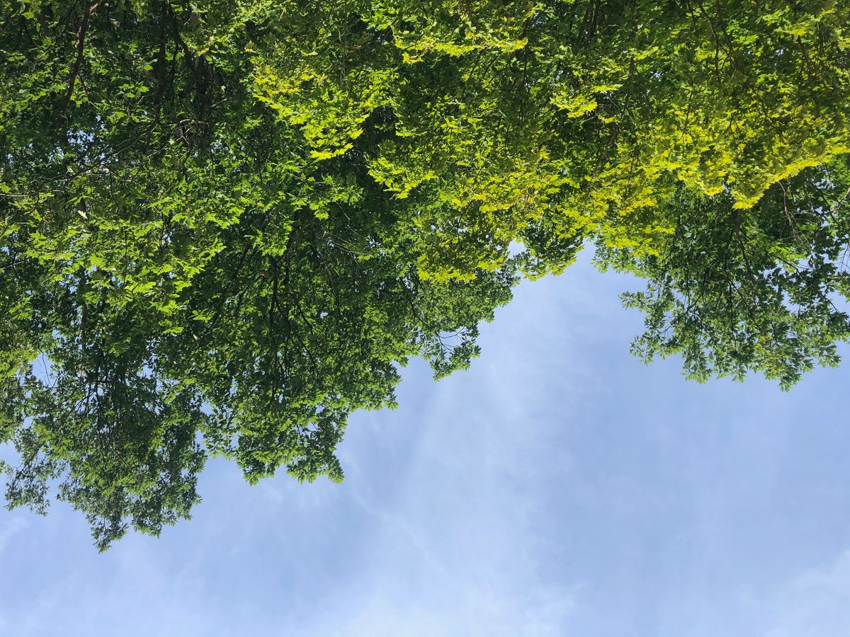 Beach trees.