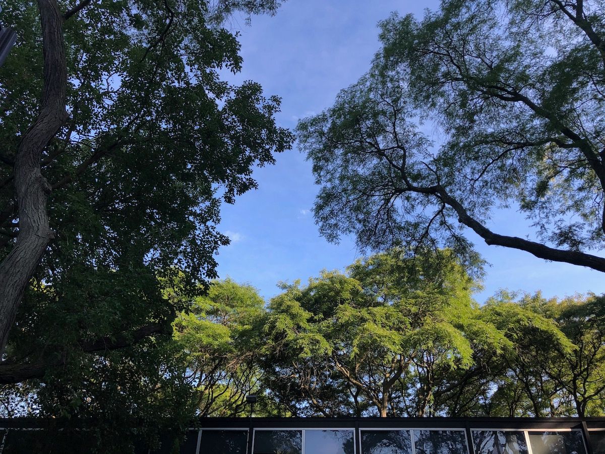 Trees over the Mies van der Rohe townhouses.