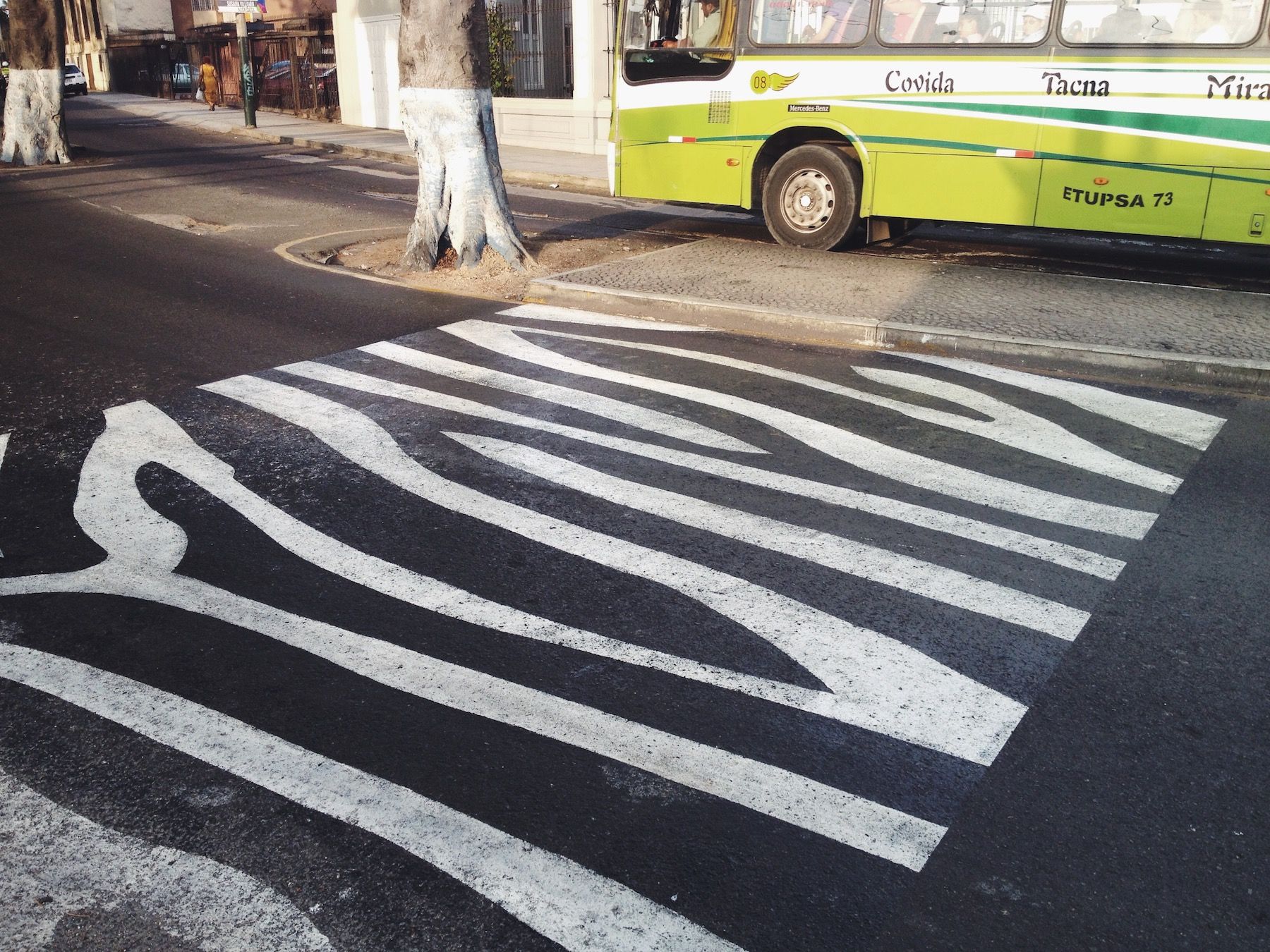 Zebra print cross walk, green bus in background.