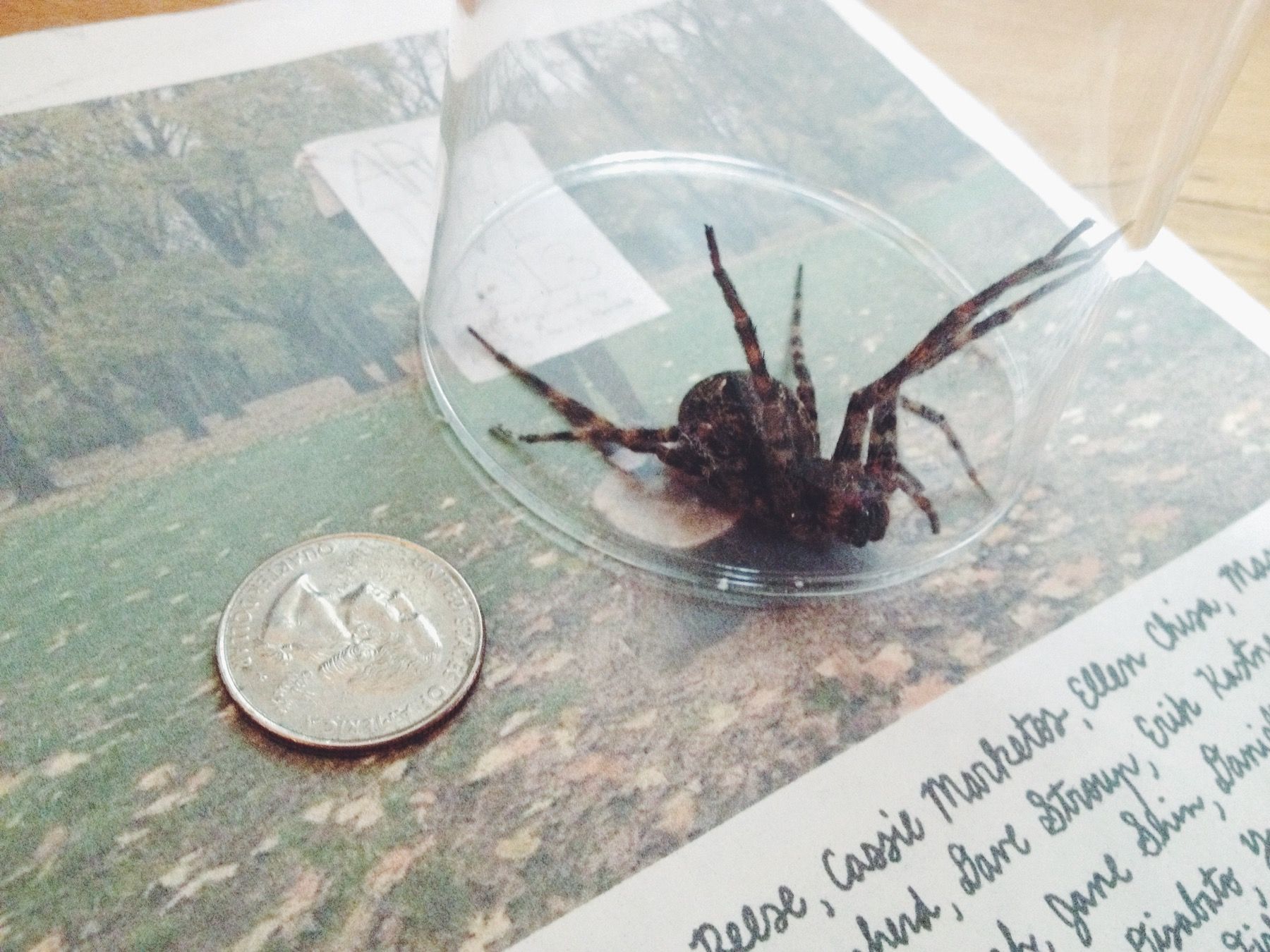 Wolf spider trapped under glass.