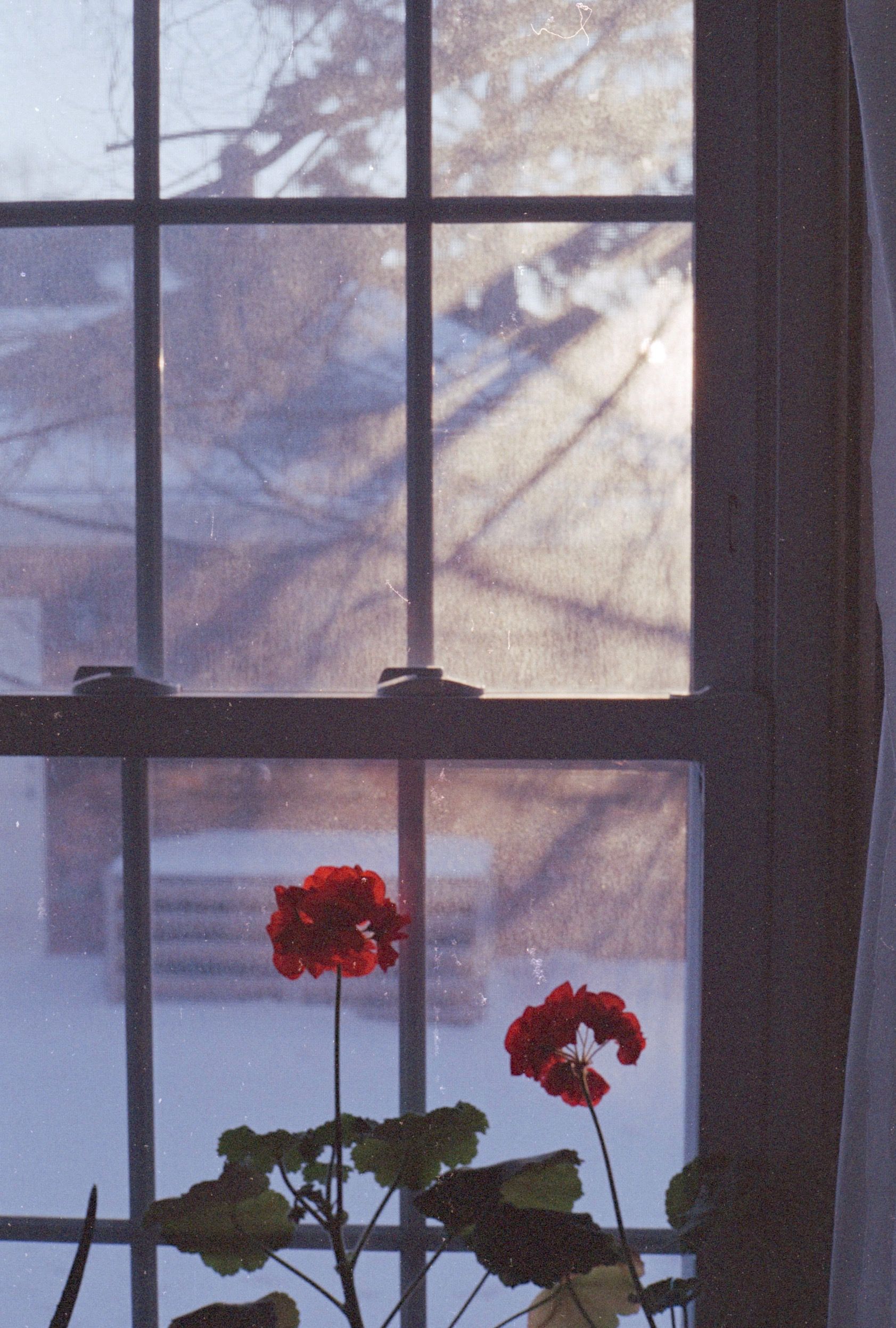 Two red geranium flowers pressed against white paned window. Snowy outside, dappled golden hour sun.