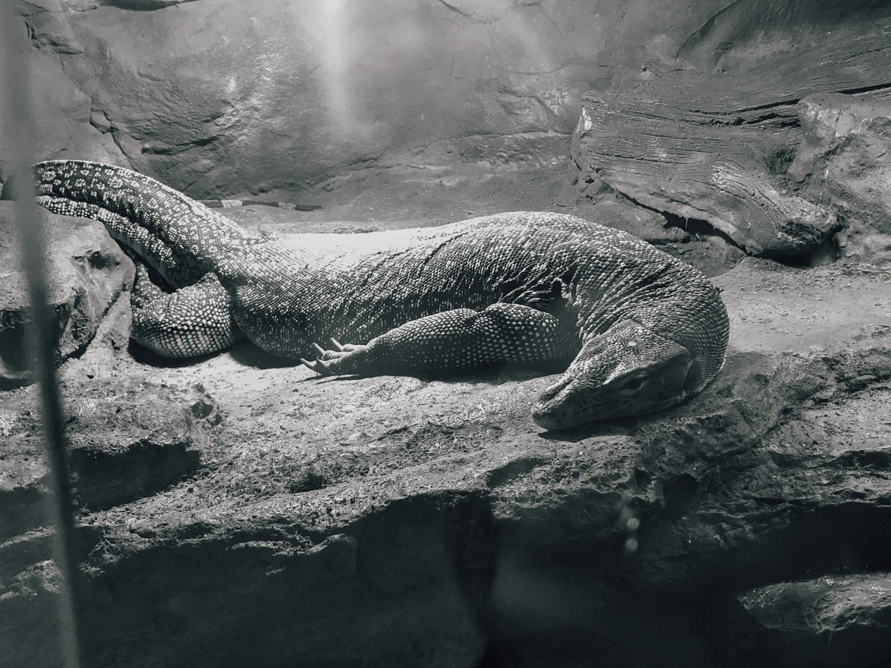 Water monitor lizard basking on vivarium rock. Faint reflections in glass.