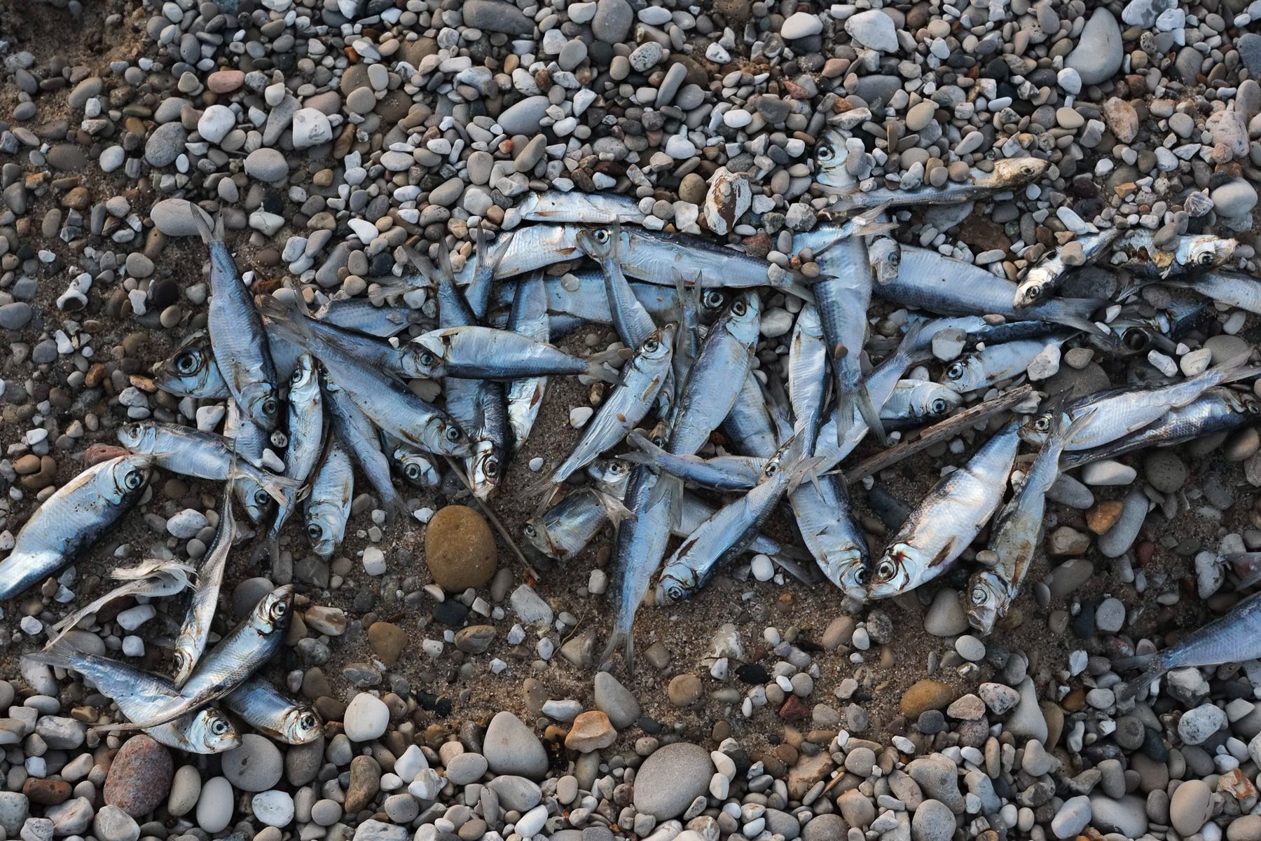 Swath of small silvery fish washed up on rocky beach shore. Early evening light.