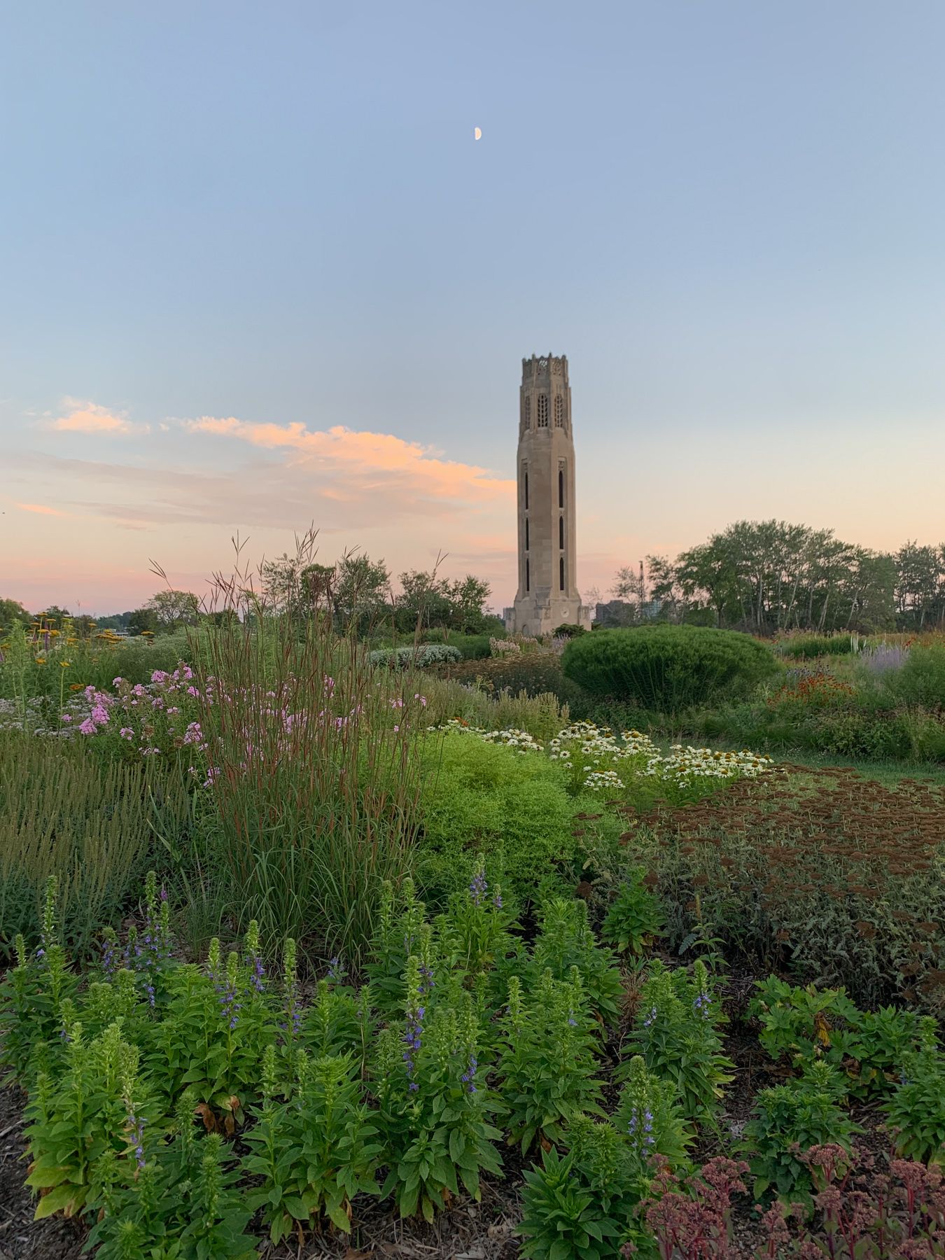 Landscaped garden of mostly native plants at dusk. Orange and pink skies, stone clock tower, half-moon above.