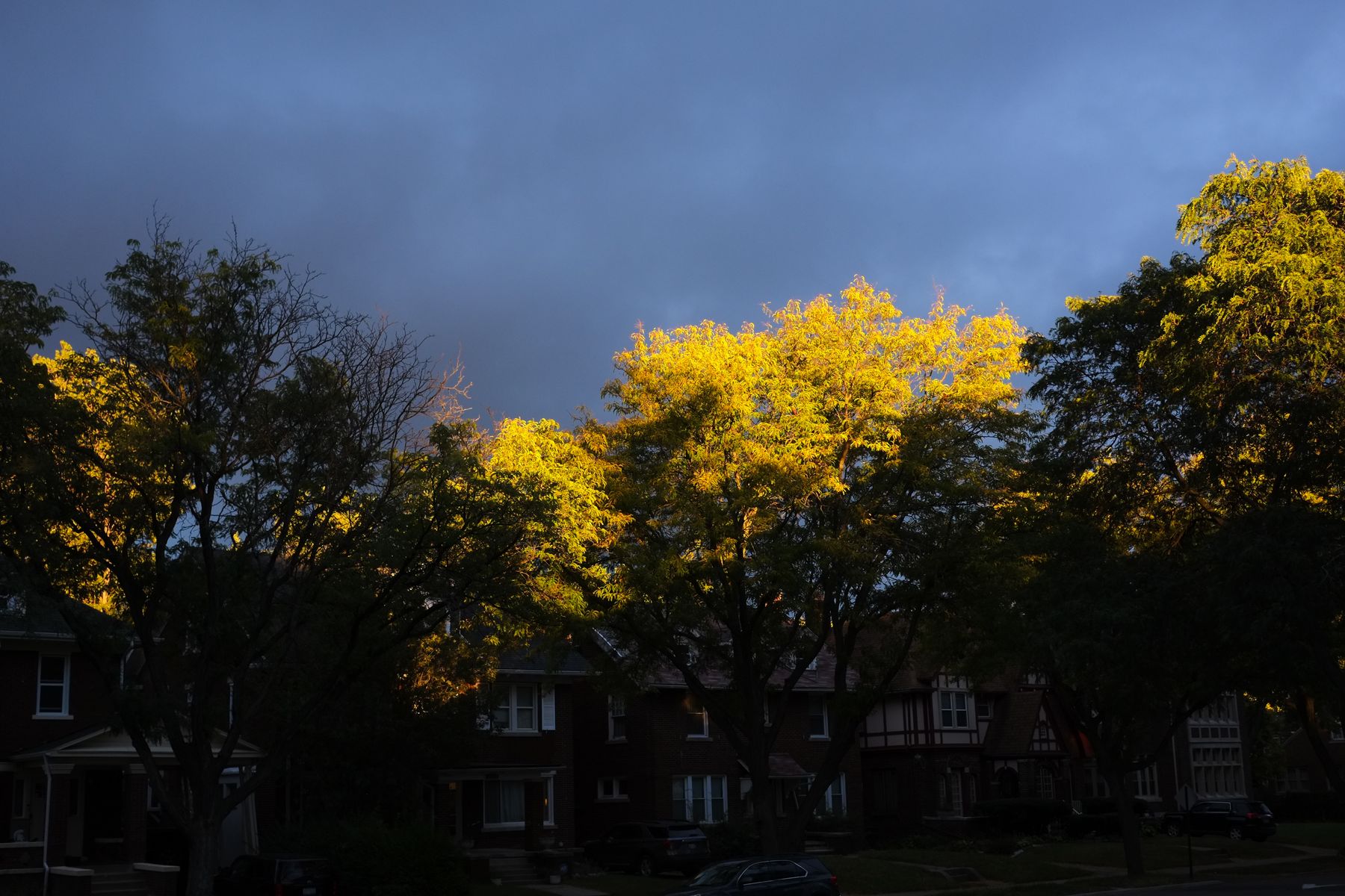 Fall yellows in locust l at dusk. Shady houses, silhouettes of other trees.