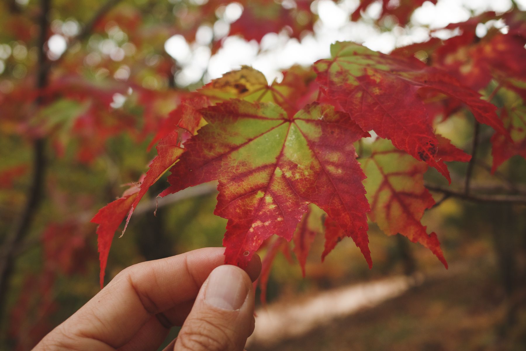 Holding between fingers a maple leaf, green center radiating to red, still connected to branch.