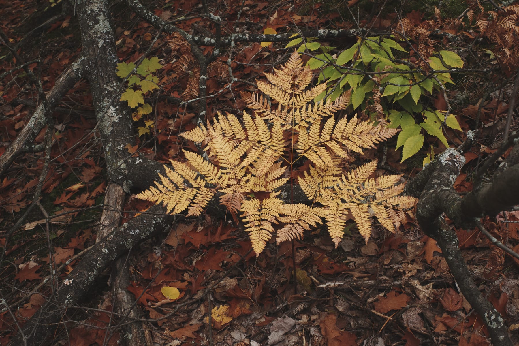 Yellow fall fern from lichenous forest floor, full of decomposing leaves.  