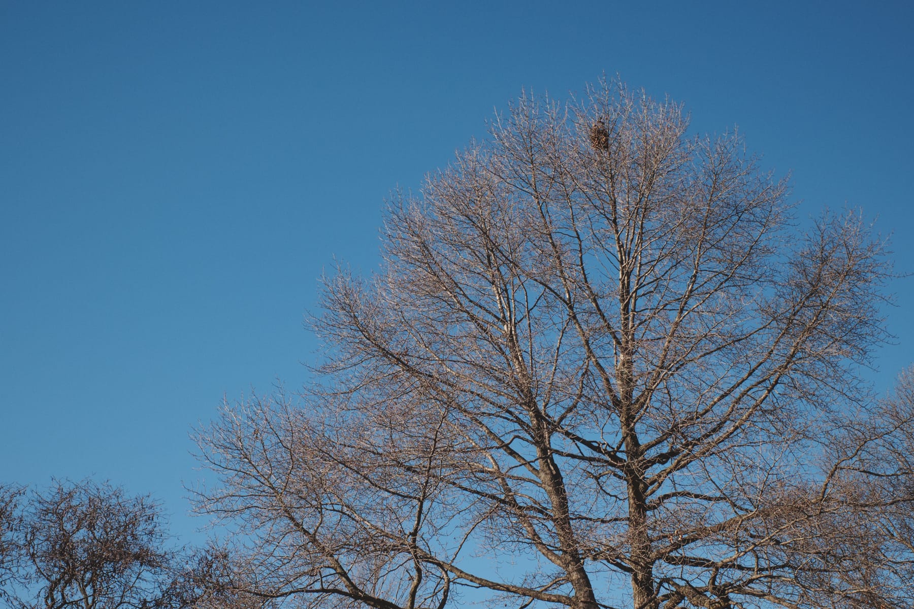Clear winter sky with treetops, large leaf nest in one.