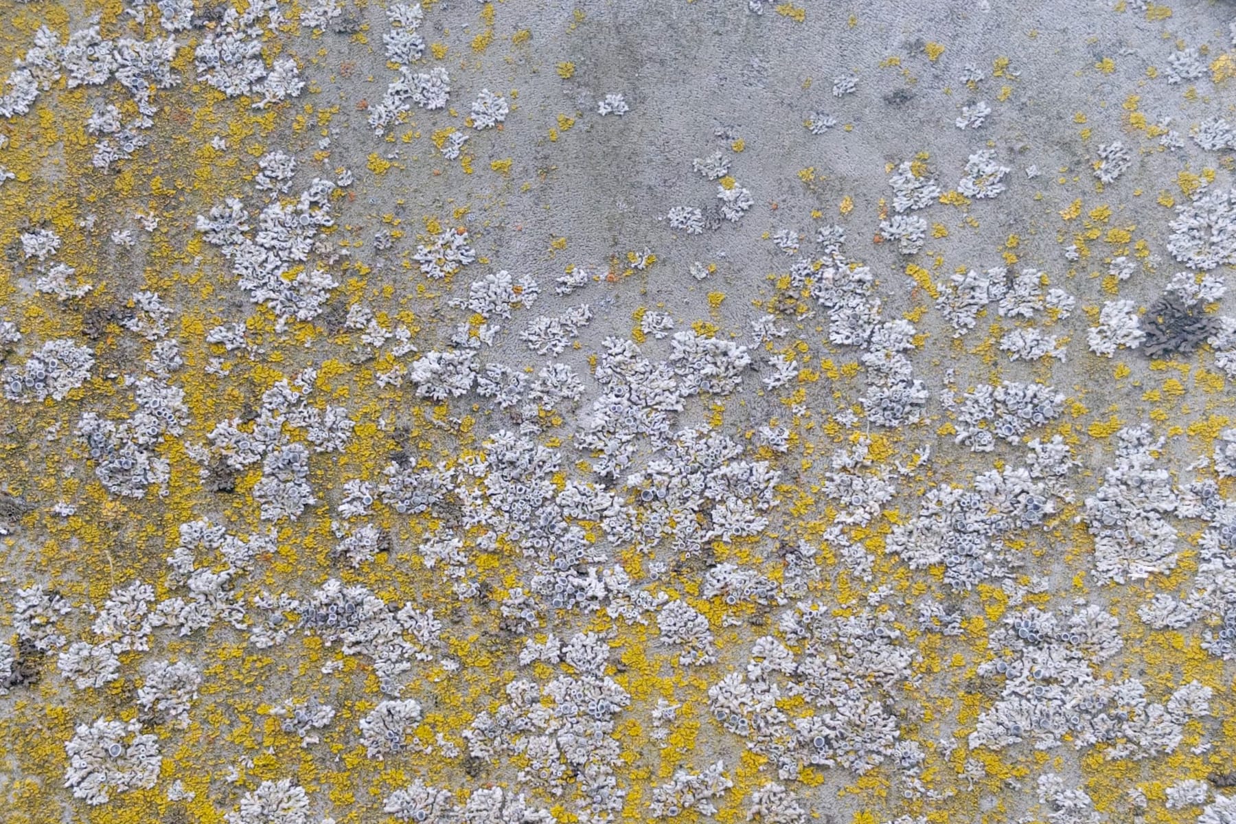 Closeup of yellow and gray lichen on weathered gray steel surface