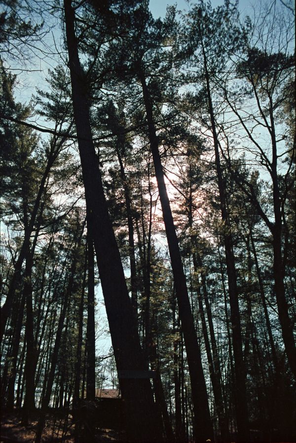 Light through silhouetted trees.