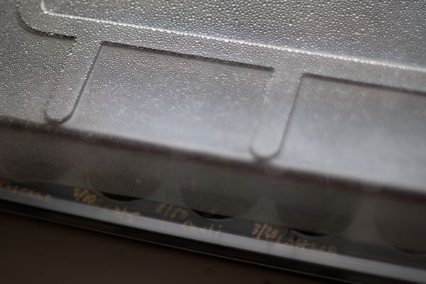 Seed tray under clear plastic lid, micro-beads of condensation, gold-sharpied labels with dates.