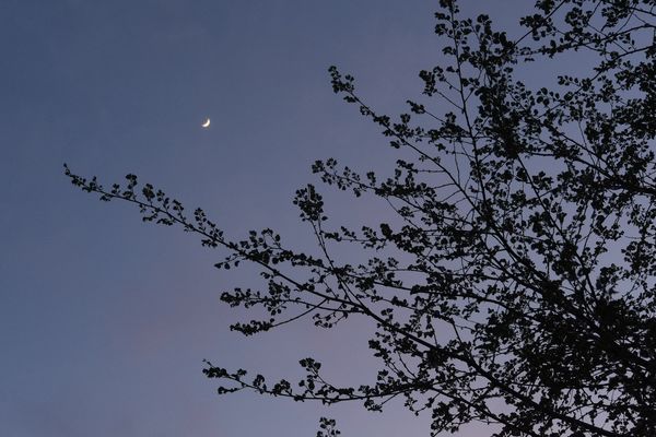 Silhouetted elm leaves at dusk; clear-skied crescent moon in the distance.