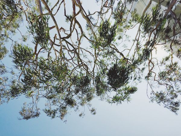 Eucalyptus, thin branches, overhanging sky view, obscuring white modern buildings.