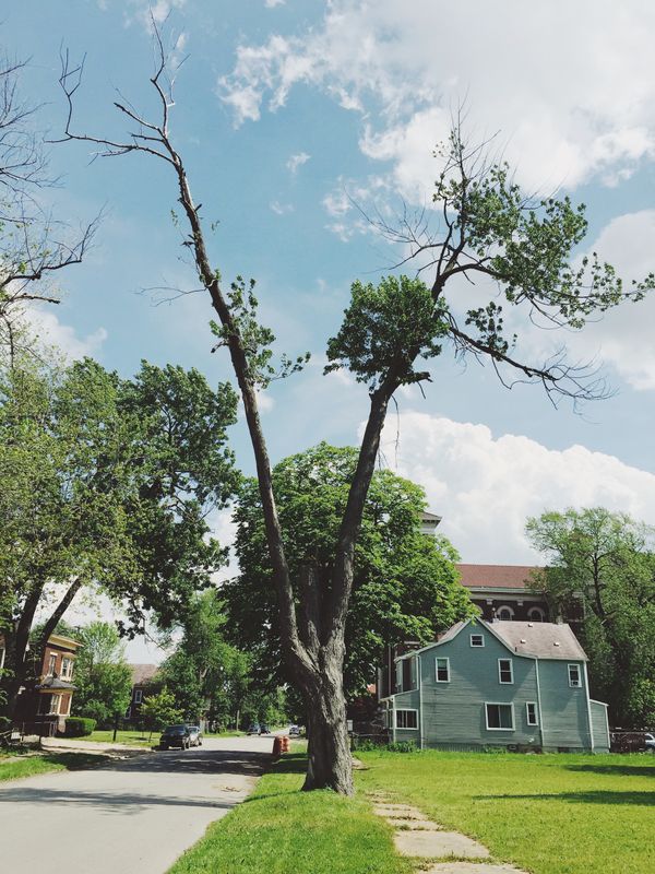 Forked tree, arms upstretched.