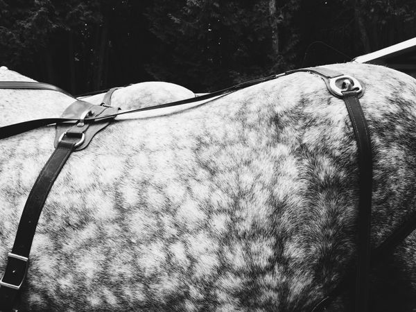Black and white of patterning on a horse.