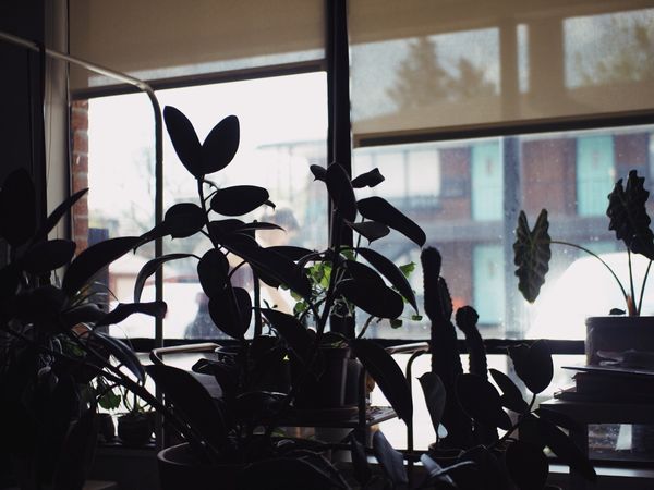 Rubber tree leaves in silhouette