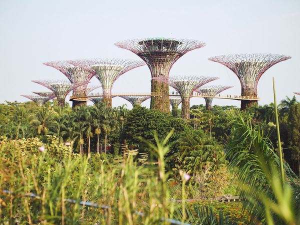 Supertrees at Gardens by the Bay