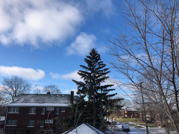 Residential sky. Tall pine tree.