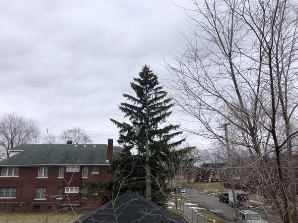 Residential sky. Tall pine tree.