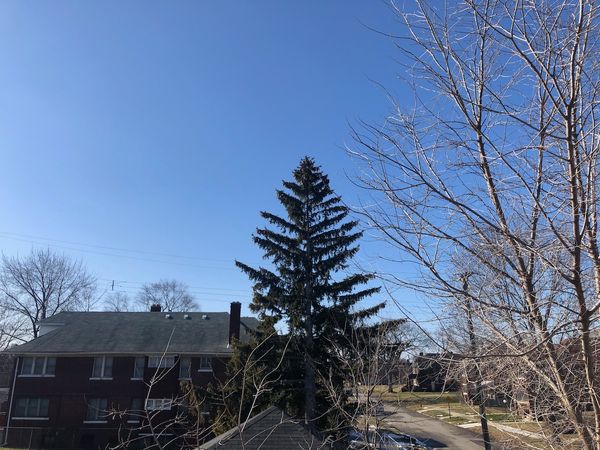 Residential sky. Tall pine tree.