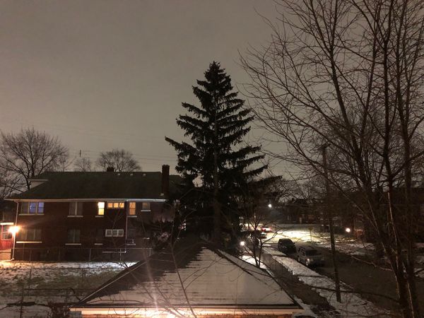 Residential sky at night. Tall pine tree.