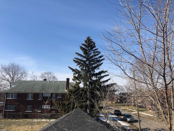 Residential sky. Tall pine tree.