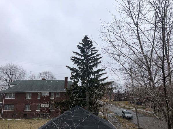 Residential sky. Tall pine tree.