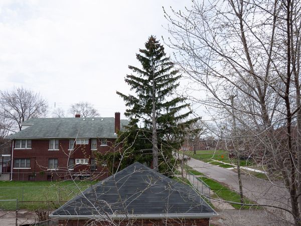 Residential sky. Tall pine tree.