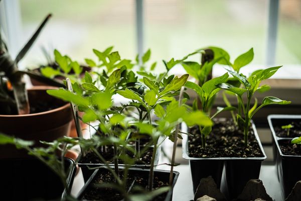 Seed starters on a windowsill.