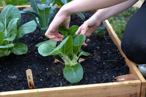 Harvesting first leaves from the garden.