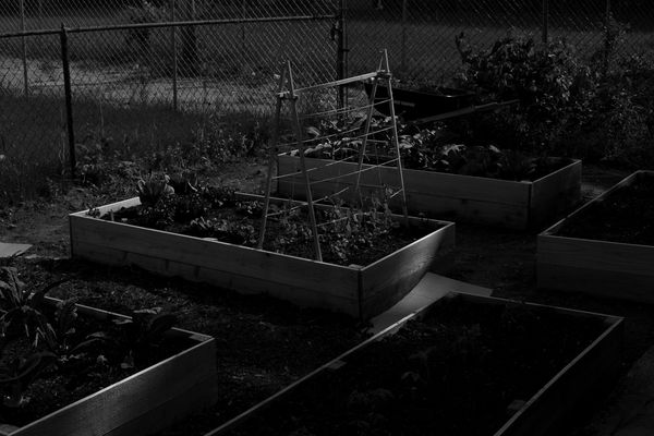 Garden in black and white.