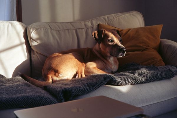 Pup on sofa in light and shade.