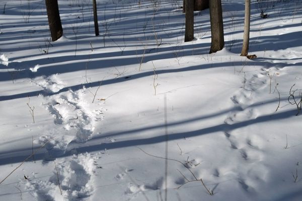 Two (snowy) roads diverging in a wood.