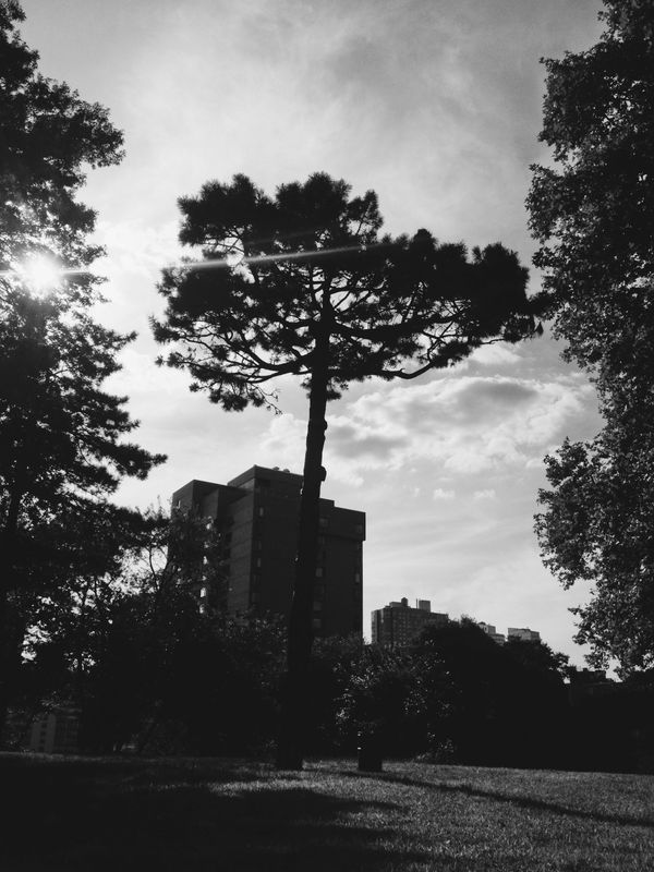 Black and white. Stately spruce, rising above high-rises.