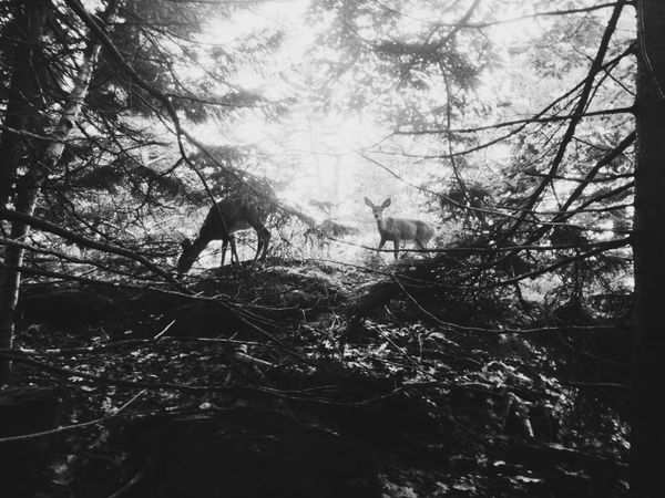 Black and white, mama and baby deer in sunlit break in brambled pines. Baby deer looking at camera.