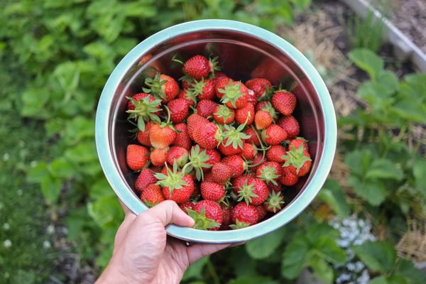 First-person POV hand holding stainless steel bowl filled with strawberries. Background of leaves and straw.