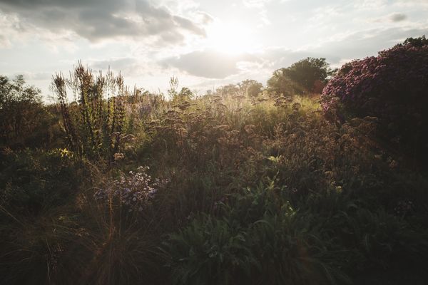 Sun breaking through the clouds over lush garden with sedum, grasses, pinks and purples